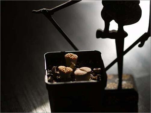 �T��Сʯ�������o(w��)�޾��ʼҾ�