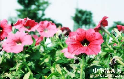 ���z�c�㹲��(chu��ng  )�Gɫ����