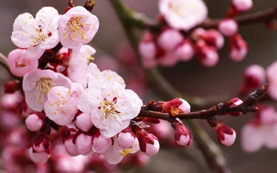 ���z�Ҽ������з۲ʡ��y�� �c����s��