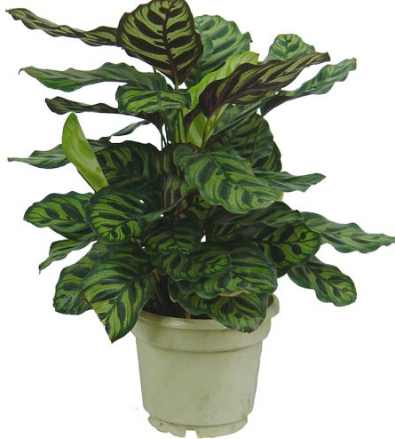 �����՚���҃�ֲ���b����ס��Ҫ���m����