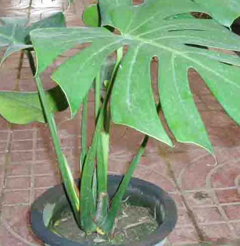 �����՚���҃�ֲ���b����ס��Ҫ���m����