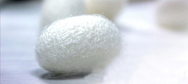 �Q�z���Ĺ�Ч