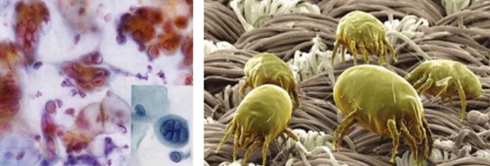 ����˯����ه(l��i)��Violet���C�Ҽ�