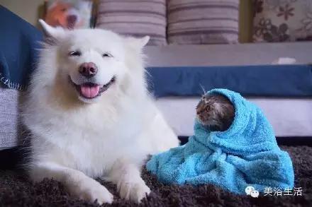 ��ԡ���ë�����Ԍ�����ë��Ҳ�����v����