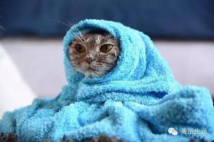 ��ԡ���ë�����Ԍ�����ë��Ҳ�����v����