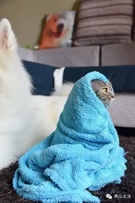 ��ԡ���ë�����Ԍ�����ë��Ҳ�����v����