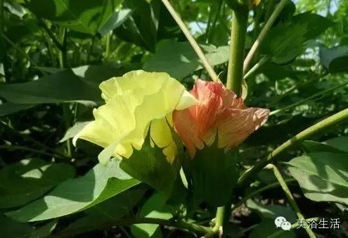 ԡƵĴëԡʲôǰɫ