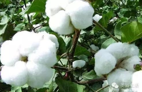 ԡƵĴëԡʲôǰɫ