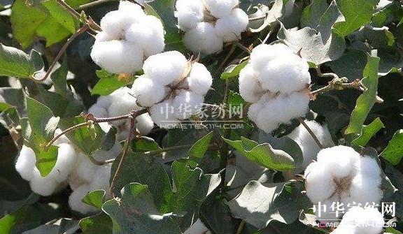 ��ԡ����������������Ļ�--�޻���