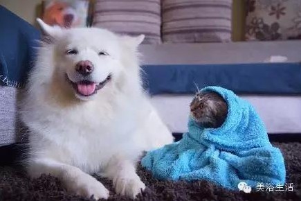 ԡëԌëҲv