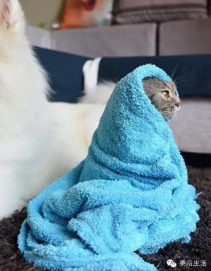 ԡëԌëҲv