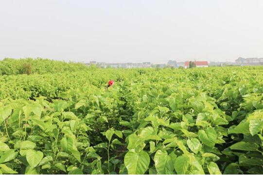 �X(qi��n)�ʽz�I�@��2017�Ї��Ҽ��Ӽ��\��Ʒ�ƪ������I(y��)��������ϵ�y�x���ЌmԷ�Q�z��