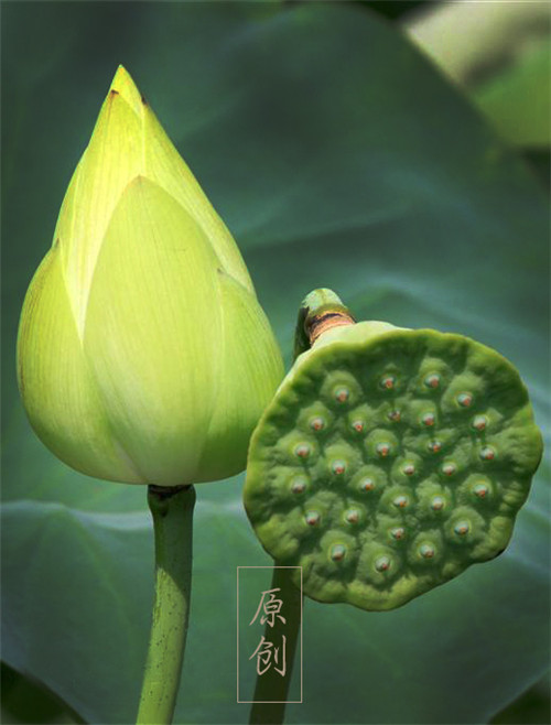 Ϧ��������