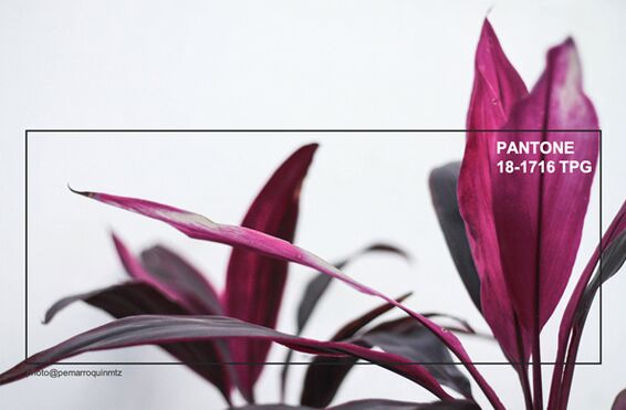 ҃ȼƷOӋƫ(i)2019ﶬɫʼt