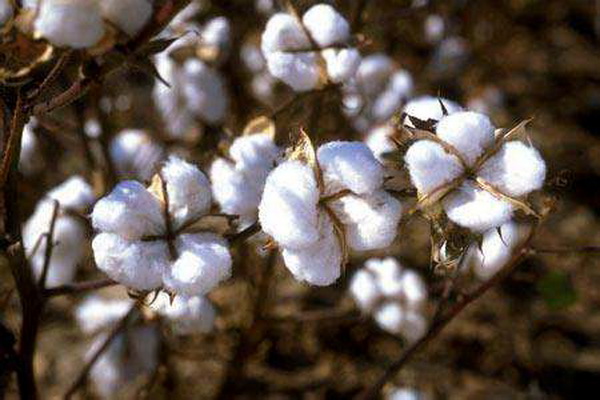 (zh)ȻѻҼĸɽwsߴ﷦